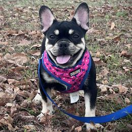 Girl 1 - Black and tan female French Bulldog puppy in Mayo, Florida from Lyons Heart Pups