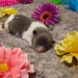 Pomeranian Puppies from Fuzzybutt Poms of Alabama
