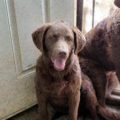 Stitch - Chesapeake Bay Retriever