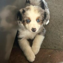 Sapphire - Blue merle female Miniature Australian Shepherd puppy in Shingle Springs, California from Dream Dog Mini Aussies