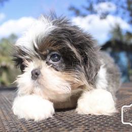 Bluey - Blue and white male Shih Tzu puppy in Suwanee County, Florida from Everlasting Shih Tzu