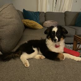 Miniature American Shepherd and Papillon All Grown Up from LS Best Friends