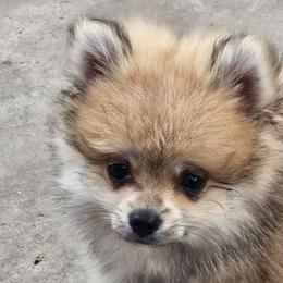 Jacob - Wolf sable male Pomeranian puppy in Laredo, Texas from SASH Poms