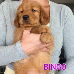 Bingo - Dark golden female Golden Retriever puppy in Rancho Cucamonga, California from Robinson Retrievers