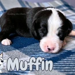 Muffin - Black tri female Miniature American Shepherd puppy in Millington, Tennessee from Goading Glee Glade