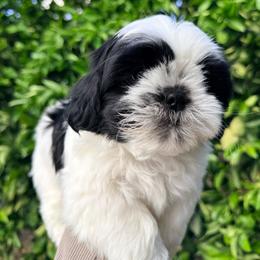 Oreo - Black and white male Shih Tzu puppy in Northridge, California from Our ShihTzu Family