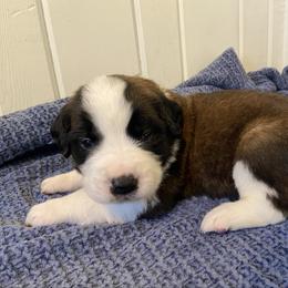Black collar male - Mahogany and white male Saint Bernard puppy in Albany, Georgia from Magnolia Saint Bernards