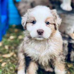 Lady - Red merle female Aussiedoodle puppy in Hempstead, Texas from Young Gun Aussies