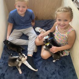 Siberian Husky Puppies from Hynes Huskies