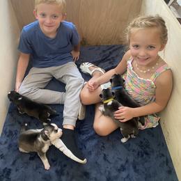Siberian Husky Puppies from Hynes Huskies