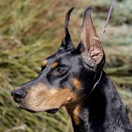 Doberman Pinschers from Pheonix Dobermans
