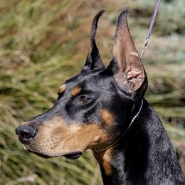 Doberman Pinschers from Pheonix Dobermans