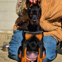 Lindi - Black and rust female Doberman Pinscher puppy in China Township, Michigan from Snell's Superior Kennel Dobermann & GSP
