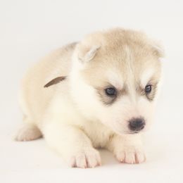 Nulo (Brown) - Delivery Available - Gray and white male Siberian Husky puppy in Tracy, California from Limitless Huskies