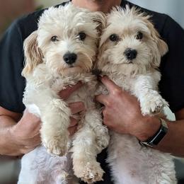 Havanese puppies from AKC Havanese