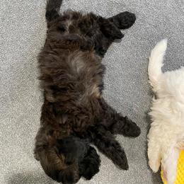 Espeon - Chocolate sable female Havapoo puppy in Surprise, Arizona from Huckleberry Doodles