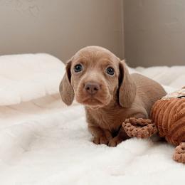 Clay - Red male Dachshund puppy in San Diego, California from Enchanted little dachshunds