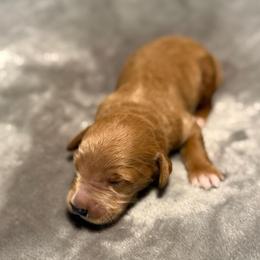 Kovu - Red  male Goldendoodle puppy in Jacksonville, Florida from Dandelion Doodles