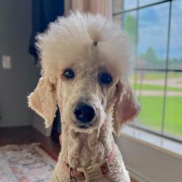 Cockapoos, Cocker Spaniels, and Poodles from Strawberry Hill Puppy Patch