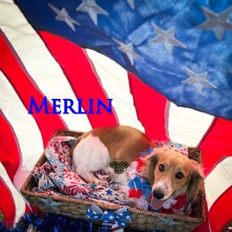Merlin - Dachshund