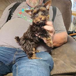 Precious - Liver female Yorkshire Terrier puppy in Dayton, Ohio from Little Yorkie Babies