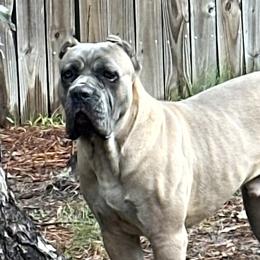 Zeus - Cane Corso