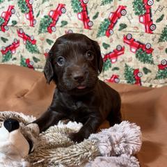 Wyatt - Chocolate male Boykin Spaniel puppy in Van Buren, Arkansas from Arklahoma Boykins