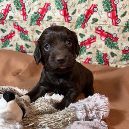 Wyatt - Chocolate male Boykin Spaniel puppy in Van Buren, Arkansas from Arklahoma Boykins