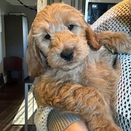Latte - Apricot male Goldendoodle puppy in Warren, Michigan from Annette Patterson