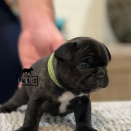French Bulldog Puppies from Desert Madness Frenchies