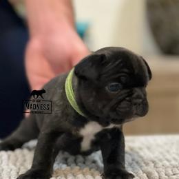 French Bulldog Puppies from Desert Madness Frenchies