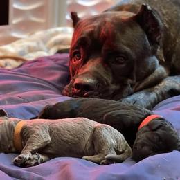 Cane Corso Puppies from Nuovo Inizi Kennels