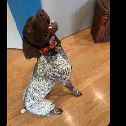 Huck - German Shorthaired Pointer