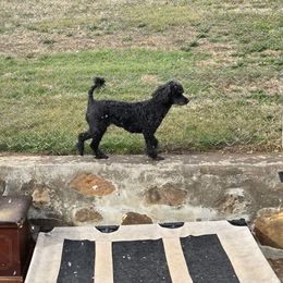 Lola - Poodle