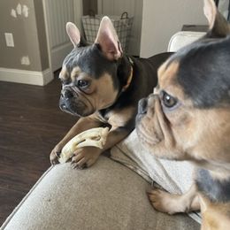 French Bulldogs from Streit Up Frenchies