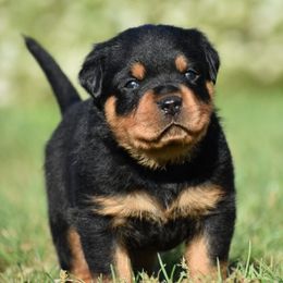 Bronson - Black and mahogany male Rottweiler puppy in Catawissa, Pennsylvania from Sharp Ridge Rottweilers