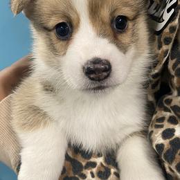 Dexter - Red male Pembroke Welsh Corgi puppy in Urbana, Ohio from Edgewood Farm and Kennel