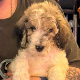 Zephyrus - Parti male Poodle puppy in Chesapeake, Virginia from Doodle-Cove
