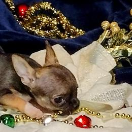 Chihuahua Puppies from Small and Mighty Chihuahuas