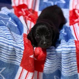 Hercules - Black male Dachshund puppy in Huffman, Texas from Alex's Dachshunds