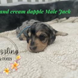 Jack - Dapple male Dachshund puppy in Kissimmee, Florida from Dazzling Frenchies and Doxies