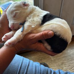 Cowboy - Black and white male Sheepadoodle puppy in Vernonia, Oregon from Life Unleashed Farm