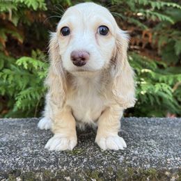 Tofu (3500) - Cream female Dachshund puppy in Steele, Alabama from Taylored Dachshunds
