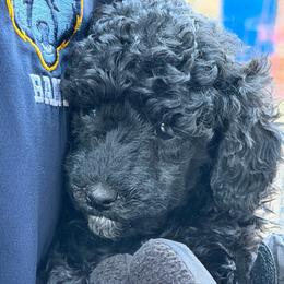 Laney - Silver female Poodle puppy in Florence County, South Carolina from Modern Family Standards