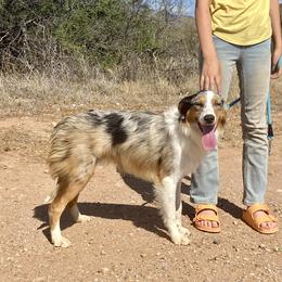Chance, young adult blue merle w/ tail and marbled eye - Blue merle male Miniature Australian Shepherd puppy in Douglas, Arizona from Starry-Eyed Mini Aussies with Tails