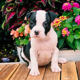 River - Black female American Staffordshire Terrier puppy in Clintwood, Virginia from SkyBlue Kennel