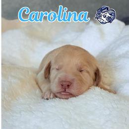 Carolina - Cream female Aussiedoodle puppy in High Point, North Carolina from Kingsfield Doodles