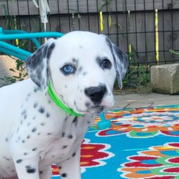 Sabine - White and black female Dalmatian puppy in Rockford, Michigan from Stephanie's Dalmatians