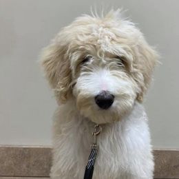 Goldendoodles from Sozo Goldendoodles