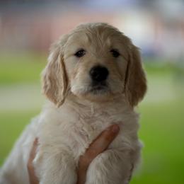 Solarius (teal) - Cream male Goldendoodle puppy in Portsmouth, Virginia from Hopping Howlers Ranch